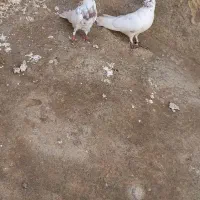 باش سپه نر و ماده به شرط اچان اویناق داواتا