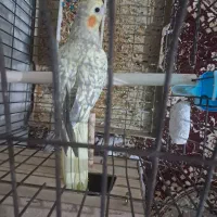 طوطی لوتینو|پرنده|اندیمشک, |دیوار