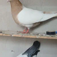 کبوتر|پرنده|اردبیل, |دیوار