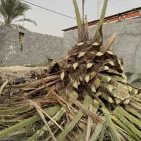 برش نخل رایگان