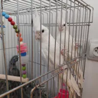 عروس هلندی آلبینو