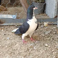 کبوتر شهری