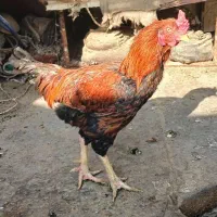 مرغ خروس لاری