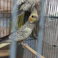 عروس هلندی|پرنده|آزادشهر, |دیوار