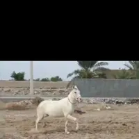 اسب مادیون