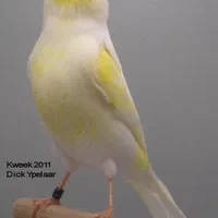 جوجه قناری ریزه خون رنگی