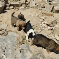سگ.|سگ|گرمادوز, |دیوار