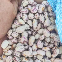 لوبیا چیتی|خوردنی و آشامیدنی|اسلامشهر, مظفریه|دیوار