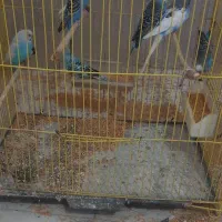 ۷ عدد مرغ عشق|پرنده|جلفا, |دیوار