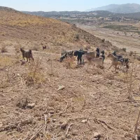 بز داشتی|حیوانات مزرعه|شیراز, احمدآباد|دیوار