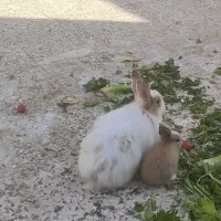 تعداد 6خرگوش 5ماده آبستن|موش و خرگوش|فریمان, |دیوار