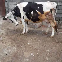 گاو ،تلیسه ،گوساله،میش