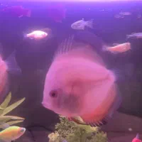 ماهی دیسکس وارداتی رنگ خاص