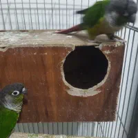 گیرینچیک معاوضه با جفت ملنگو