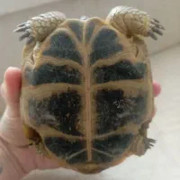 واگزاری جوجه  خانگی