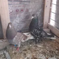 دم سفید کاکلی هفت رنگ و طوقی