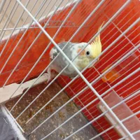 عروس هلندی نر سخنگو