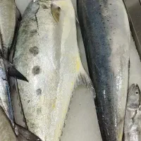 فروش ماهی ومیگو تازه ارسال از بندرعباس