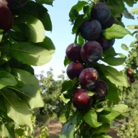 تقریبا ۲۵۰۰متر باغ ویلا|فروش دفتر صنعتی، کشاورزی، تجاری|بوئین زهرا, |دیوار