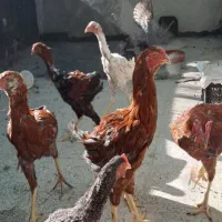 جوجه لاری ۵ماهه|حیوانات مزرعه|مشهد, رده|دیوار
