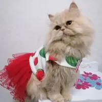 پرشین کت کاراملی ماده