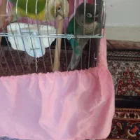 گیرنچک مولد۱۰۰دصد