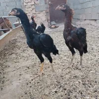 مرغ|حیوانات مزرعه|تایباد, |دیوار