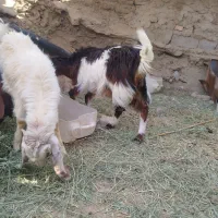 کهره