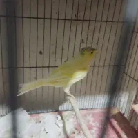 قناری ماده آماده