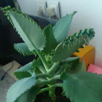 گل کاغذی قرمز صورتی زیپلین اشکی نهال بلوط