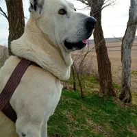 سگ.