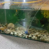 اکواریوم با ماهی