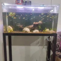 اکواریوم شیشه خم 100*35*55