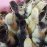 جوجه اردک خارجی روسی جوجه مرغ جوجه غاز موجود است