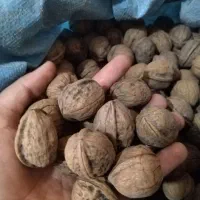 گردو خوب درجه یک