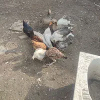 غاز و مرغ محلی|حیوانات مزرعه|جلفا, |دیوار