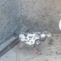 کبوتر ماده تهرانی