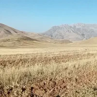 نخود|خوردنی و آشامیدنی|نظرآباد, رسالت|دیوار