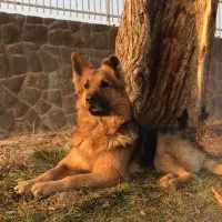 حیوانات گمشده