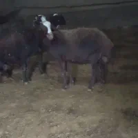 میش افشاری|حیوانات مزرعه|خنداب, |دیوار