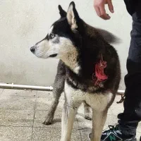 سگ هاسکی  14 ماهە واکسن زدە شدە