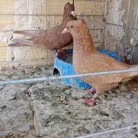 کفتر|پرنده|فردوس (خراسان), |دیوار