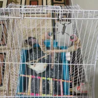 عروس هلندی|پرنده|کبودرآهنگ, |دیوار