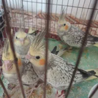 عروس هلندی