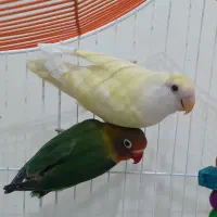 طوطی بریزیلی|پرنده|اردبیل, |دیوار