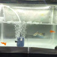 ماهی گوپی ۲ جفت