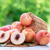 پیش فروش نهال هلو سرخابی|خدمات باغبانی و درختکاری|اردکان, |دیوار