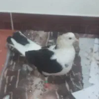 کبوتر پرشی کاکلی ماده