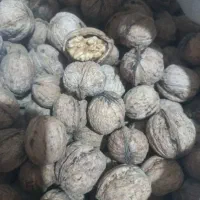 گردو