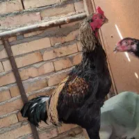 خروس لاری افغان